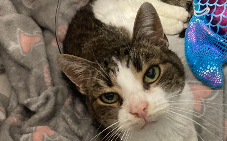 Kot leżący na kocu, z wyrazem twarzy pełnym ciekawości.