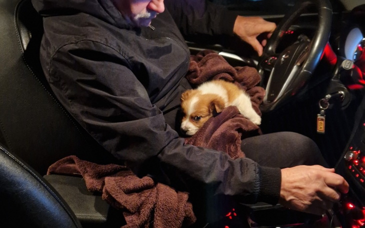 Zbiórka Transport psiego dziecka - zdjęcie główne