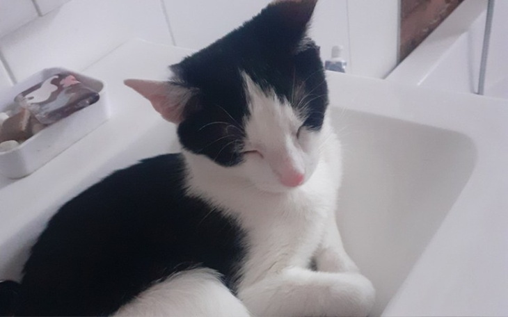 Zbiórka Na ratunek biednemu kocurkowi - zdjęcie główne