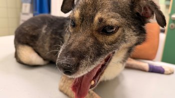 Zbiórka Dla Kazika - miniaturka zdjęcia