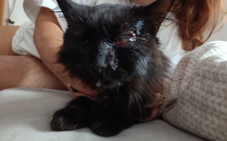 Zbiórka Julka walczy o oko. Pomóżmy jej - zdjęcie główne