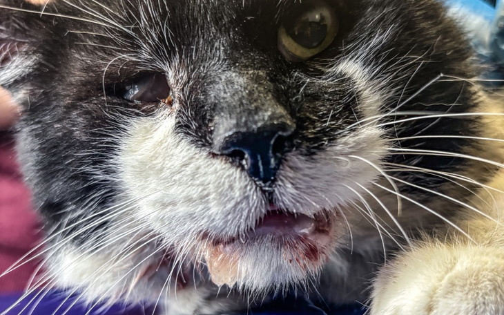 Kot z uszkodzoną śliną, leżący na stole.