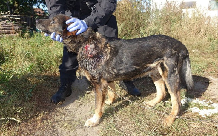 Zbiórka Trezor-uratuj psa!!! - zdjęcie główne