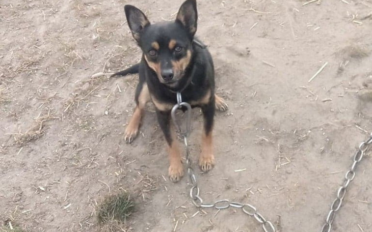 Zbiórka pomoż nam przetrwać - zdjęcie główne