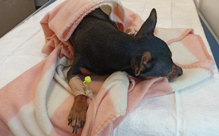 Zbiórka Leczenie Pinczera - zdjęcie główne