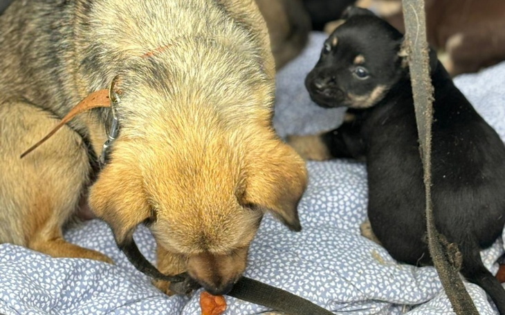 Zbiórka karma dla psiaków z WioskowoMI - zdjęcie główne