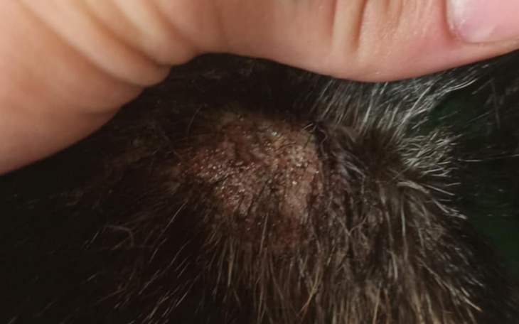Zbliżenie na skórę kota z problemem dermatologicznym.