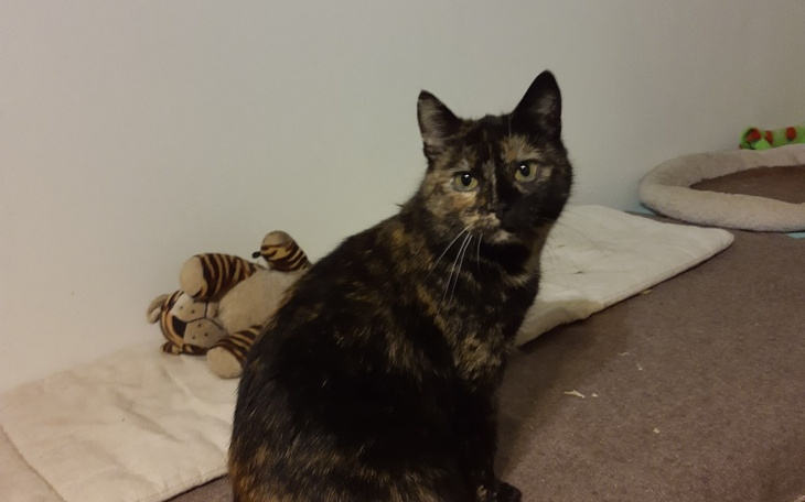 Zbiórka Wspólnie ratujemy zwierzęta - zdjęcie główne