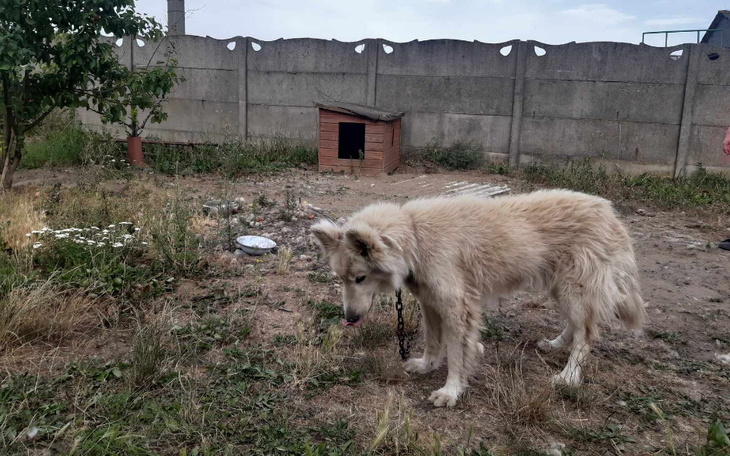 Zbiórka Pies z wrośniętym łańcuchem - zdjęcie główne