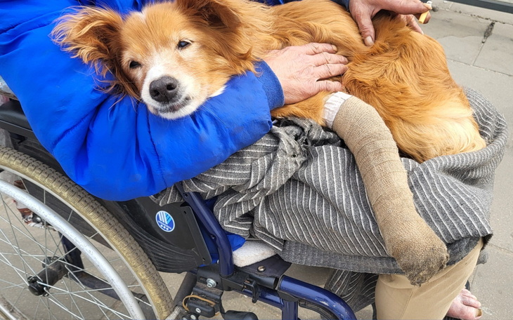 Pies na kolanach właściciela, z opatrunkiem na nodze.