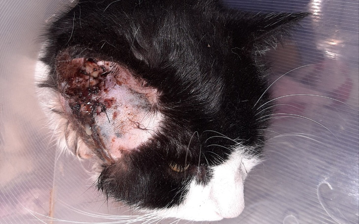 Kot z uszkodzoną małżowiną uszną, w obroży ochronnej.