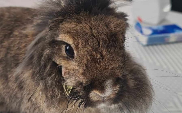 Zbiórka Leczenie ząbków Tosi - zdjęcie główne