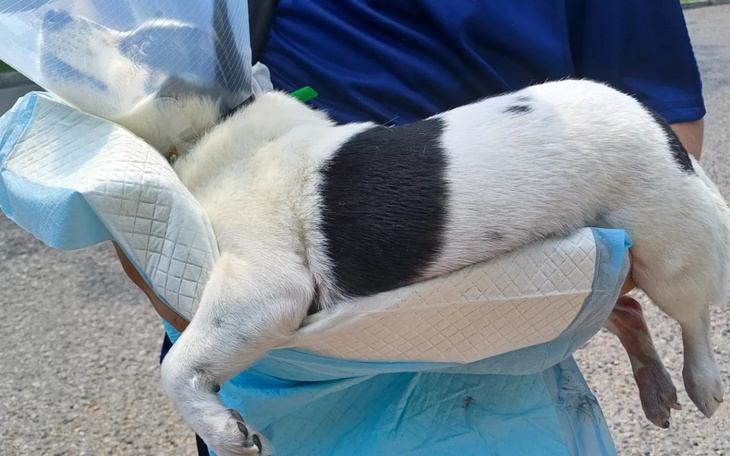 Zbiórka Leczenie Tusi-suczka z rakiem - zdjęcie główne