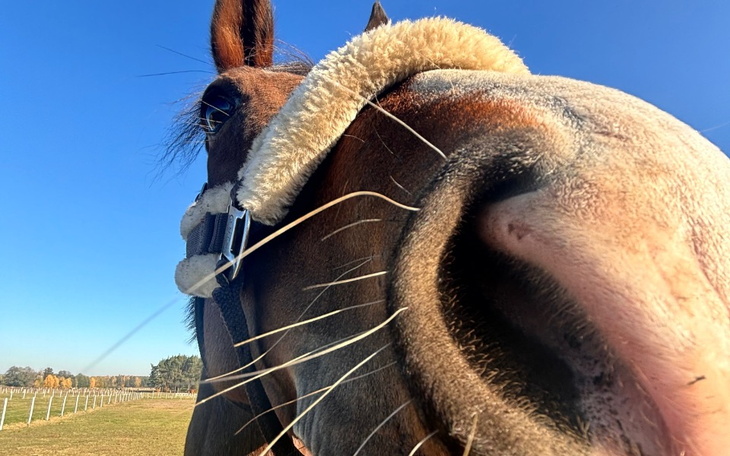 Zbiórka okrycie dla konia na zimę - zdjęcie główne