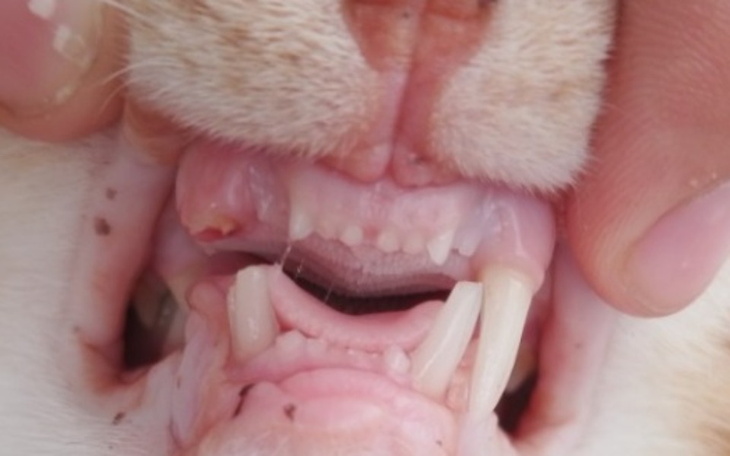 Zbiórka Na Zabieg chirurgiczny dla kota - zdjęcie główne