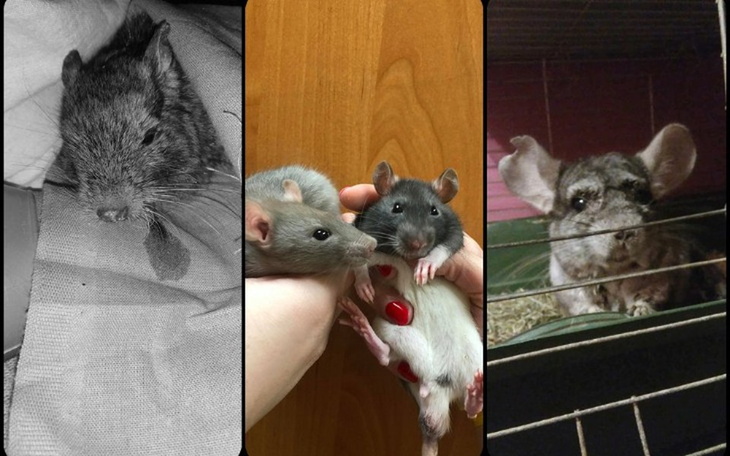 Zbiórka Marzec w DT u Kociary - zdjęcie główne