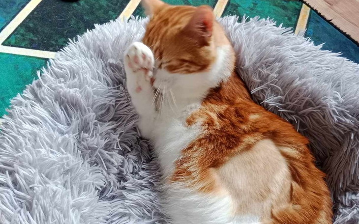 Zbiórka Ocalcie Cypiska od śmierci - zdjęcie główne