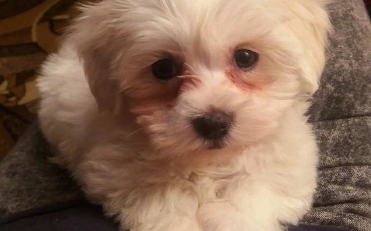 Zbiórka Pomóż uratować serduszko Lucy - zdjęcie główne