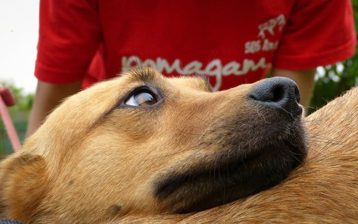 Zbiórka Pomóż nam pomagać!!! - zdjęcie główne