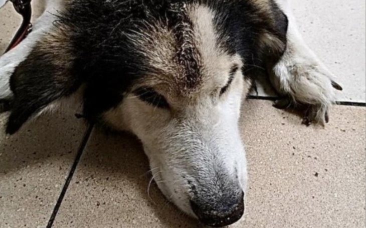 Zbiórka Pomoc dla kochanego pieska. - zdjęcie główne