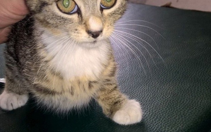 Zbiórka Kotek ze złamaną łapka - zdjęcie główne