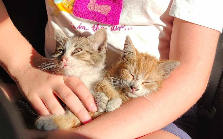 Zbiórka Dla kociąt z ulicy - zdjęcie główne