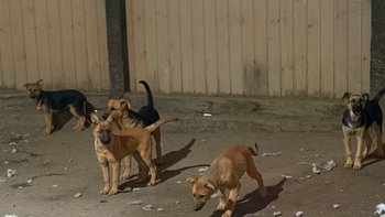 Zbiórka „Nigdy nie znały człowieka. Teraz muszą mu zaufać” - miniaturka zdjęcia