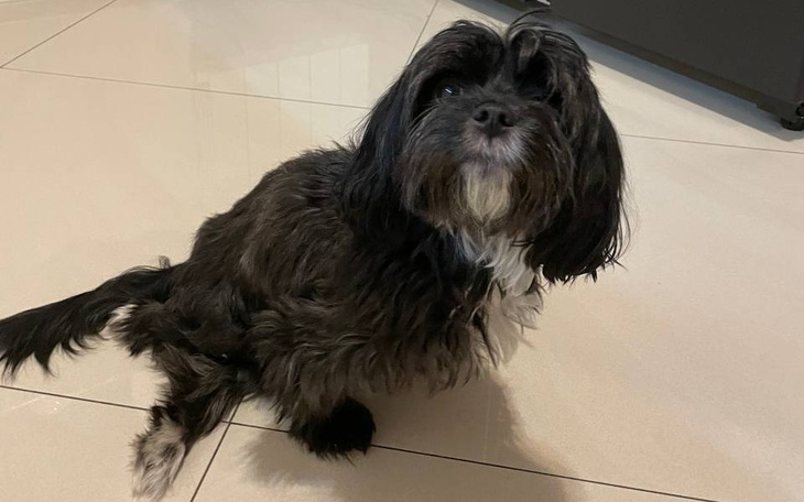 Zbiórka Operacja kręgosłupa psa - zdjęcie główne