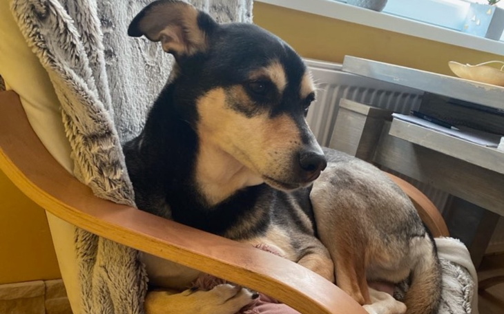 Zbiórka Leczenie raka trzustki psa - zdjęcie główne