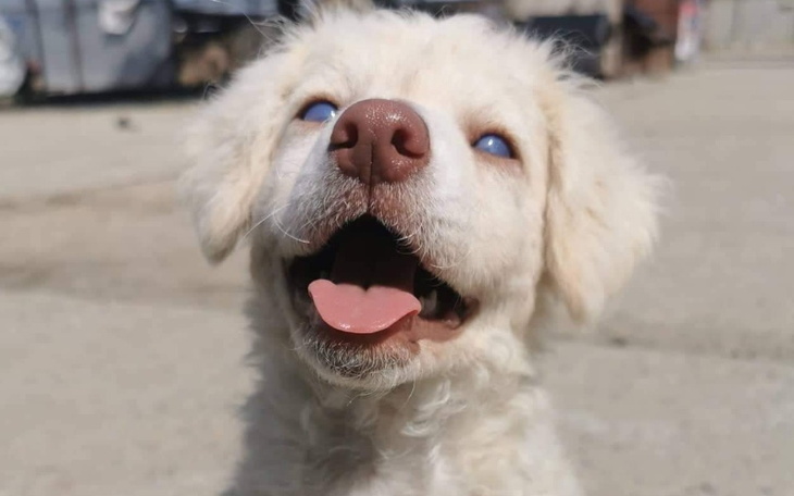 Zbiórka Transport Balbiny do domu - zdjęcie główne