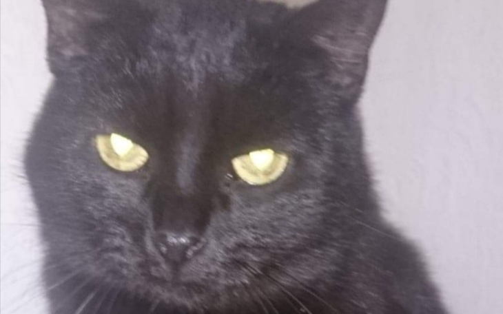 Zbiórka Leczenie Bąbelka i Mini - zdjęcie główne