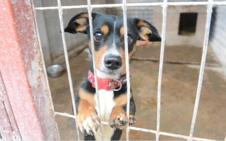 Zbiórka schroniskoo - zdjęcie główne