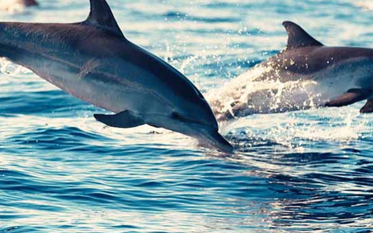 Zbiórka Delfiniterapia - zdjęcie główne