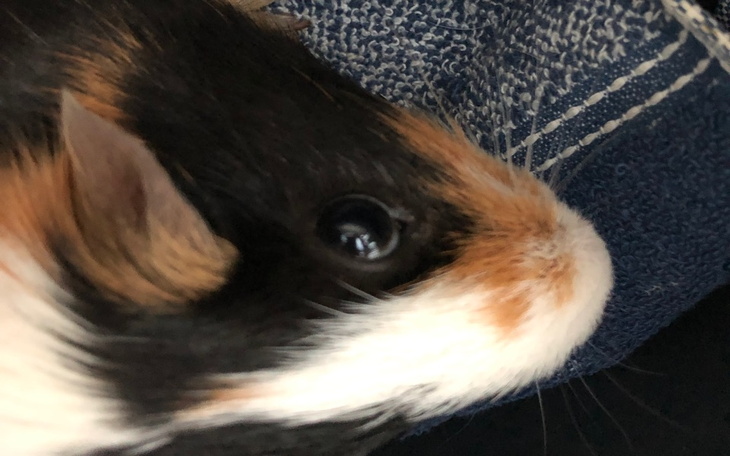 Bliska fotografia świnki morskiej na tle materiału.