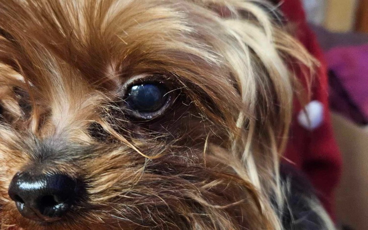 Zbiórka Timi york potrzebuje pomocy - zdjęcie główne