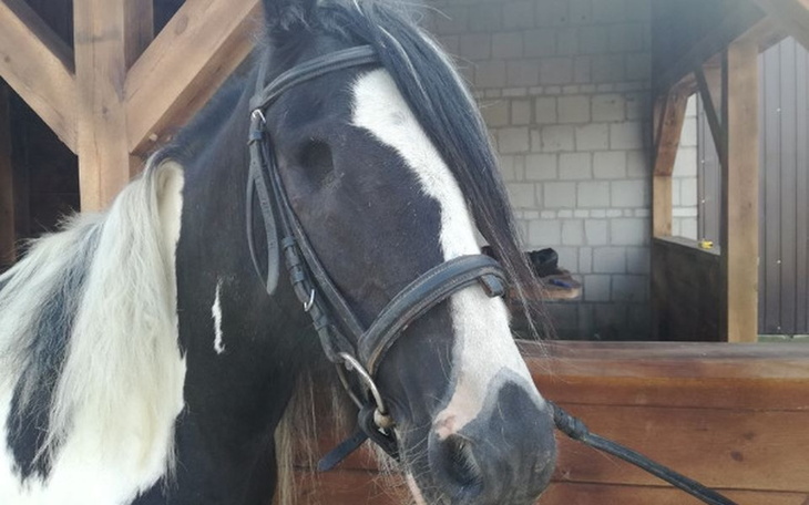 Zbiórka Uratujmy klacz bez oka! - zdjęcie główne