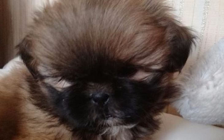 Zbiórka Pies Shih tzu! - zdjęcie główne