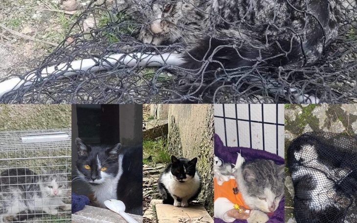 Zbiórka Koty z lwiego grodu w Wałbrzychu - zdjęcie główne