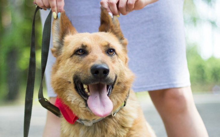 Pies z uśmiechem, trzymany na smyczy przez właściciela.