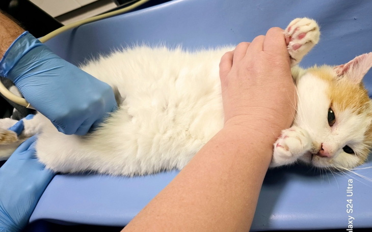 Kot na stole weterynaryjnym, otrzymujący opiekę medyczną.