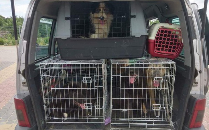 Zbiórka Nowe cztery koła dla Psytulasek - zdjęcie główne