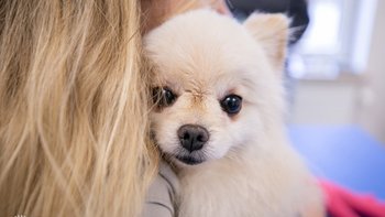 Zbiórka Dla Niny - miniaturka zdjęcia