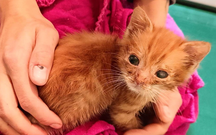 Zbiórka Kolejna wizyta małej Kusziny - zdjęcie główne