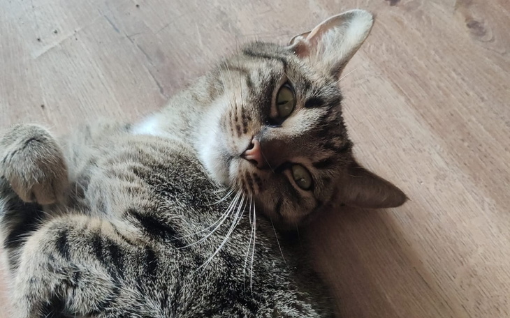 Zbiórka Stefa z bagażnika - zdjęcie główne