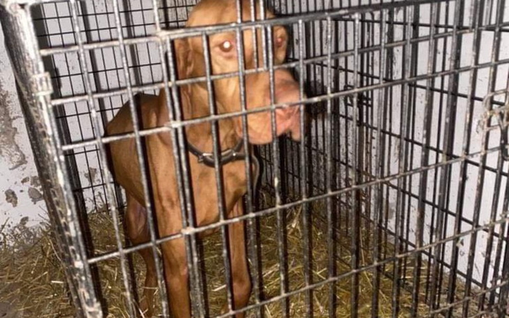 Zbiórka Sopel - Vizsla z problemami - zdjęcie główne