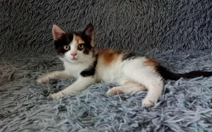 Kotek w kolorze tricolor leży na miękkim dywanie.