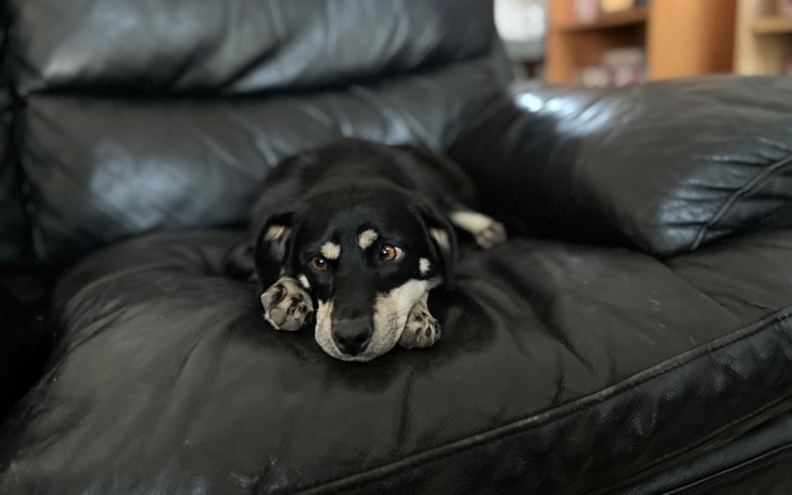 Zbiórka Hotelik dla suni zabranej ze wsi - zdjęcie główne