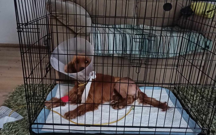 Zbiórka Leczenie dla Sabci - zdjęcie główne