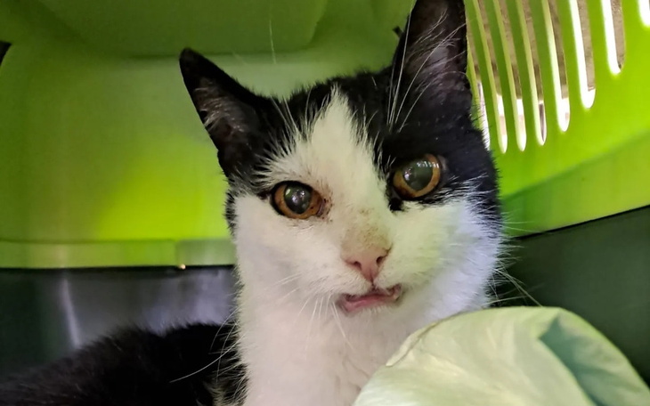 Zbiórka Orzeszka Pomocy operacja - zdjęcie główne