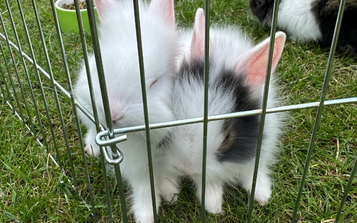 Zbiórka Kastracja dwóch króliczków - zdjęcie główne